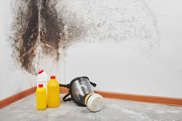 Best Industrial Mold Remediation in Upper Greenwood Lake, NJ