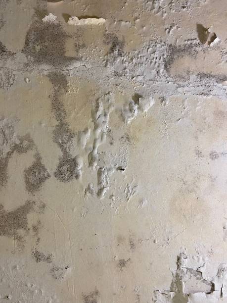 Professional Mold Remediation in Upper Greenwood Lake, NJ